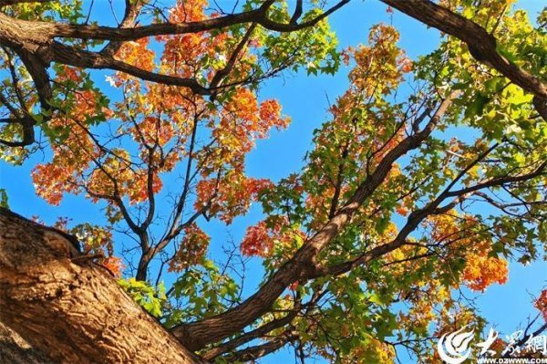 天盈资本 视界潍坊丨（44）秋天，是树叶的“高光”时刻